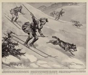 Sport in Lappland, eine Wolfsjagd auf Skiern